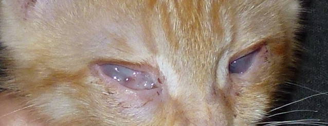 Офтальмоферон Можно Капать Кошкам В Глаза